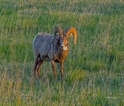 BigHorn001